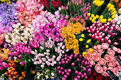 CDPR解释《巫师4》为何是希里当主角 而不是杰洛特