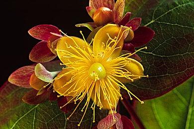 爽快又受苦，2D动作冒险游戏《深渊公主》上线Steam